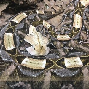 Meet your Posher, Jeremy